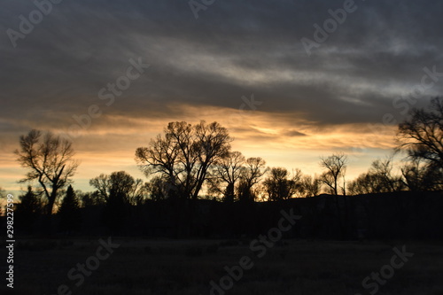 Tress of the sky