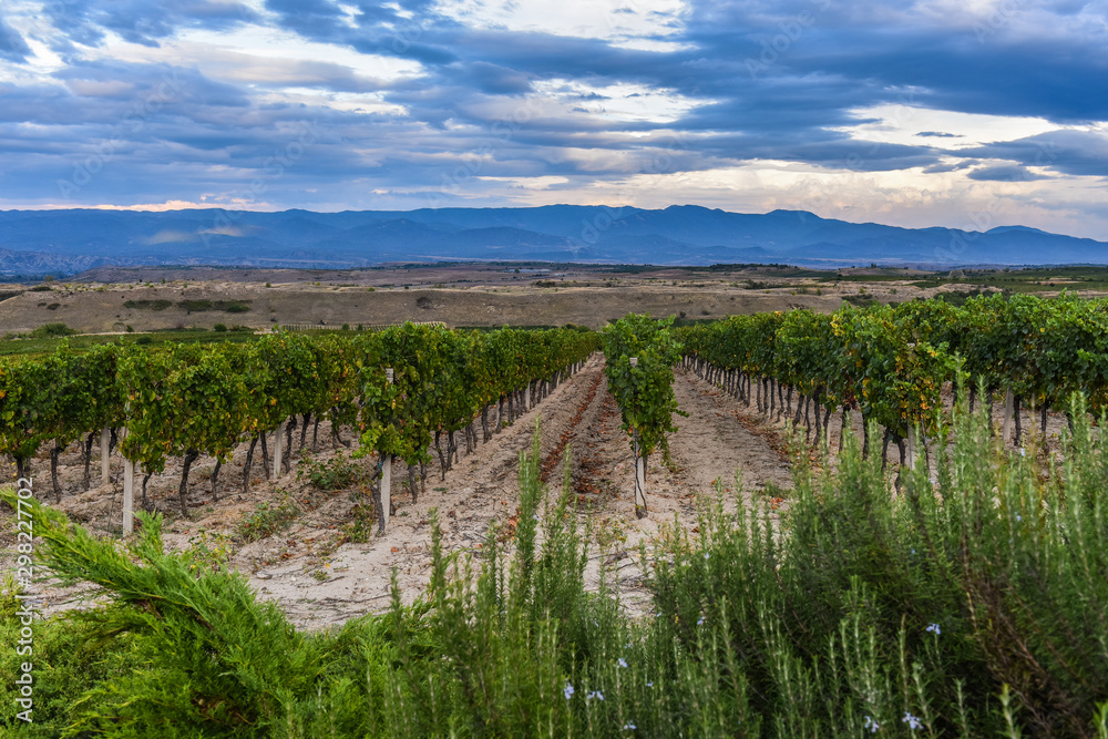 Beautiful traditional vineyards view