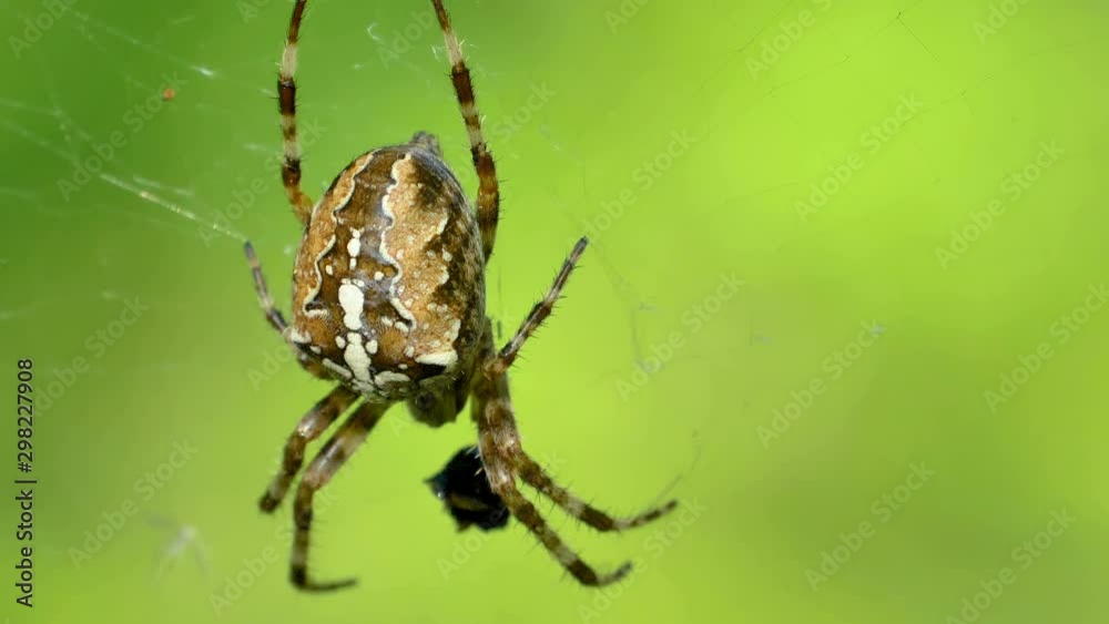 The brown spider hanging upside down on the web The brown spider hanging upside down on the web
