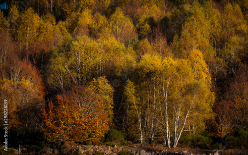 autumn scene  background of colour.
