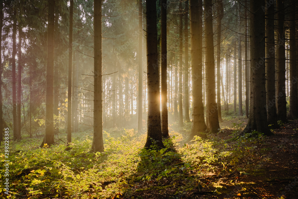 Obraz premium Sonnenschein im Wald