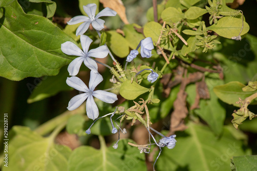 Close-up of Plumbago zeylanica plant. photo