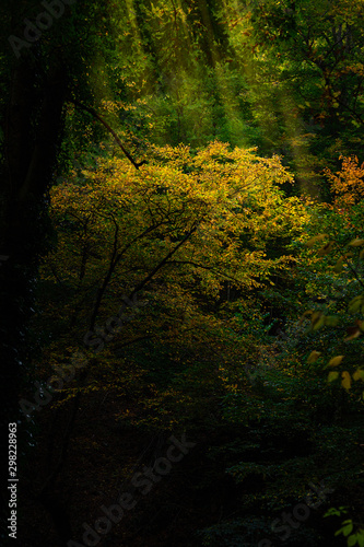 Dark and mysterious forest, with yellow and green tree tops, autumn feel