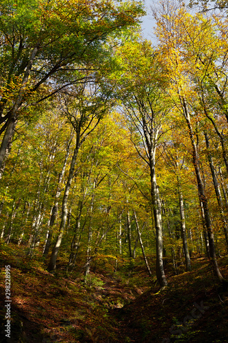 Tall trees in mountain forest on a sunny autumn day