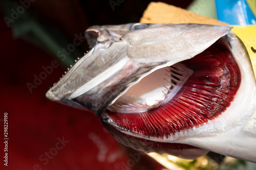 Fish gill close-up. Salmon with open mouth.