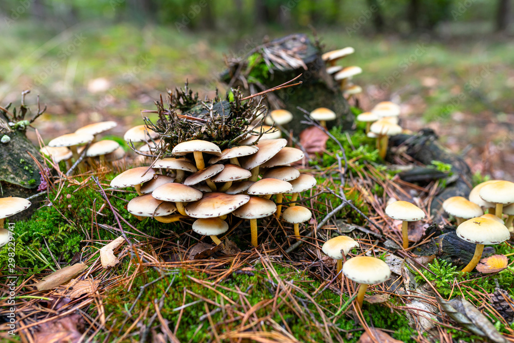 Yellow mushrooms growing on tree trunk and forest mulch in autumn in forest. Yellow mushrooms growing on tree trunk and forest mulch in autumn in forest.