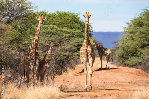 A group of giraffes watching and standing, Waterberg, Namibia, Africa
