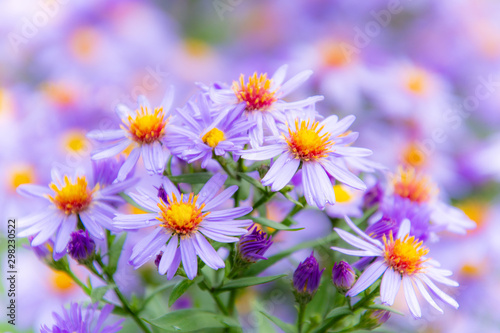 雨上がりに咲く
