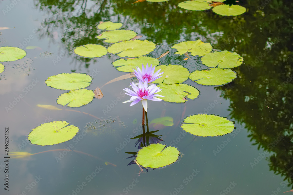 Lotus flower, Pink and White lotus thai. Lotus flower, Pink and White lotus thai.
