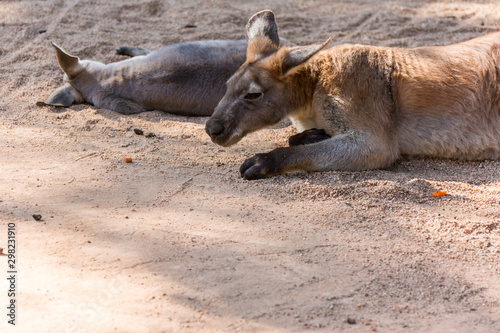 Kangaroo sleeping in a zoo, a leaping mammal of Australia and nearby islands that feeds on plants