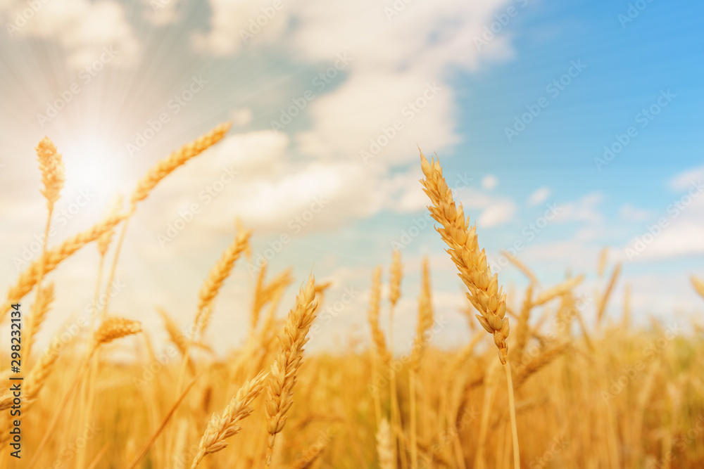 Fototapeta premium Wheat ears and cloudy sky with sun