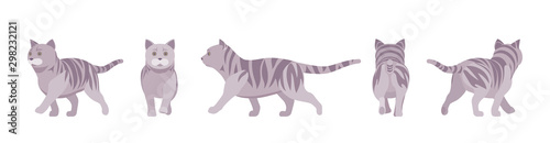 Grey striped Cat walking. Active healthy kitten with mackerel tabby colored fur, cute funny pet, playful companion. Vector flat style cartoon illustration isolated on white background, different view