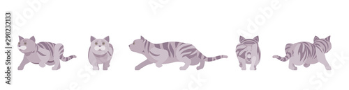 Grey striped Cat sneaking. Active healthy kitten with mackerel tabby colored fur, cute funny pet, playful companion. Vector flat style cartoon illustration isolated on white background, different view