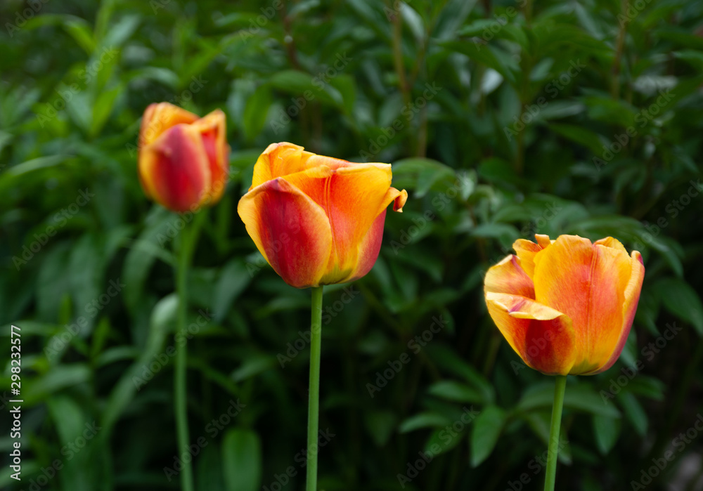 Orange tulips on the background of greenery. Orange tulips on the background of greenery.