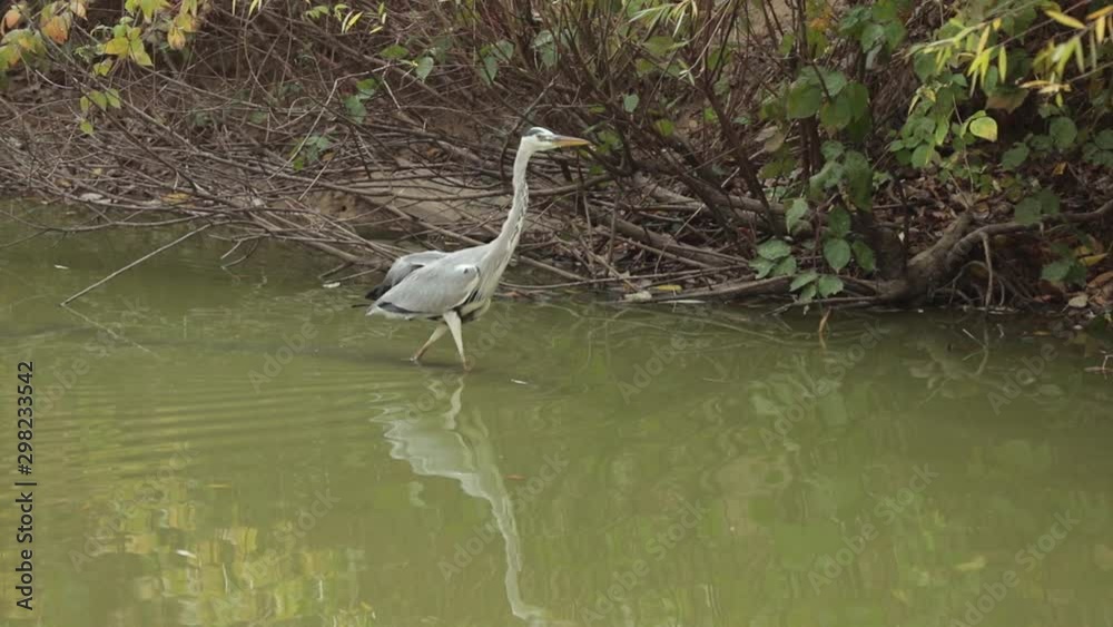Gray heron (Ardea cinerea) is looking for prey in the lake Gray heron (Ardea cinerea) is looking for prey in the lake