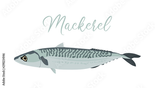 Mackerel isolated on white background. Vector illustration of fresh fish in a simple flat style.