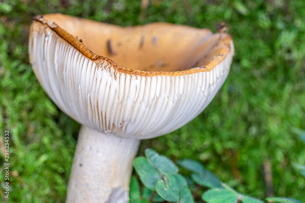 Täubling-Pilz zeigt seine Lamellen Stock Photo | Adobe Stock