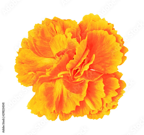 Orange yellow carnation flower isolated on white background with clipping path.. Close-up.  Element of design.