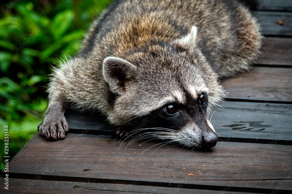 Naklejka premium Raccoon laying down on the pathway of Cahuita National Park, Limon province, Costa Rica. 