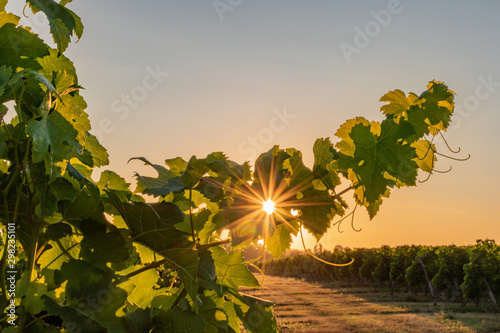 L'été dans le vignoble bordelais