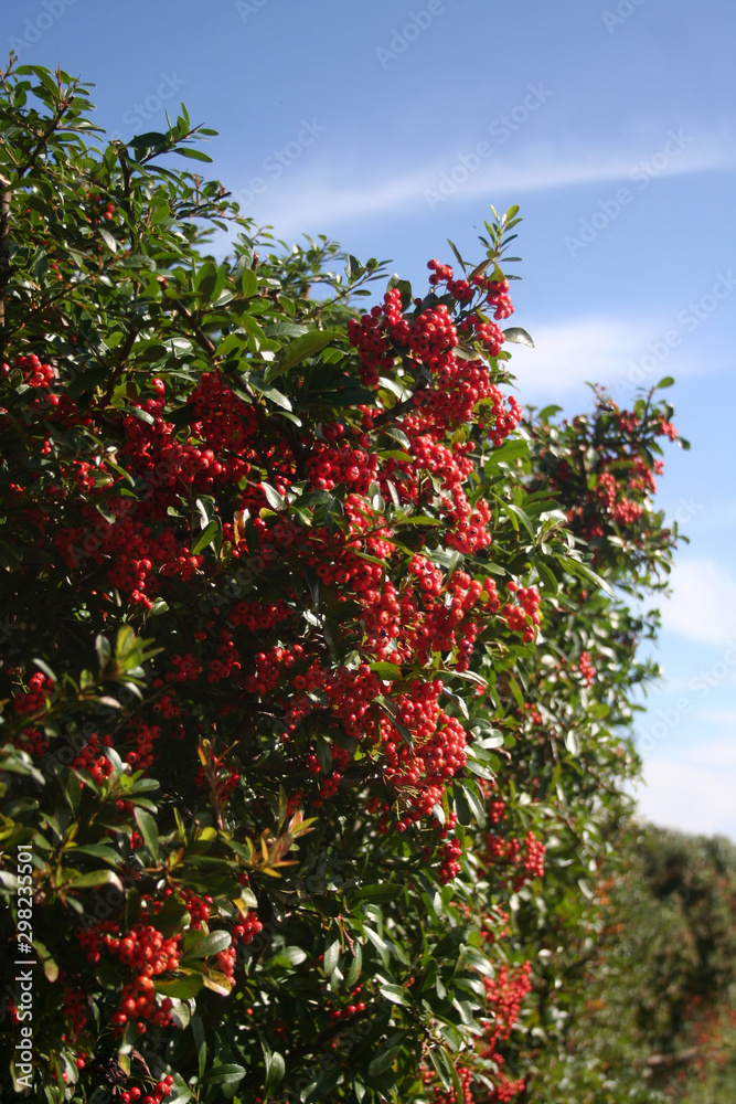 Pyracantha hedge with a bunch of red berries on branches . Firethorn in the garden on autumn against blue sky