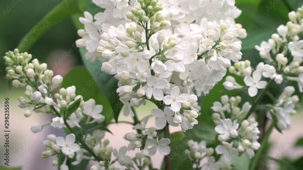 Branch of white lilac on background of green spring garden. Nature. Wind waves stems with white flowers. Floral background Branch of white lilac on background of green spring garden. Nature. Wind waves stems with white flowers. Floral background