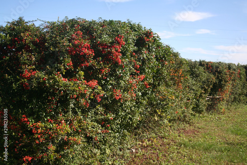 Pyracantha hedge with a bunch of red berries on branches . Firethorn in the garden on autumn against blue sky © saratm