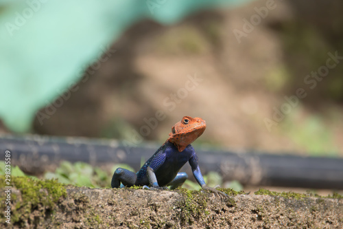 Red-headed rock Agama, or rainbow agama lizard (Agama agama)