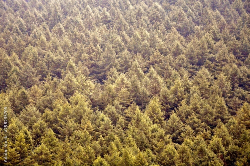 yellow trees in the mountains yellow trees in the mountains