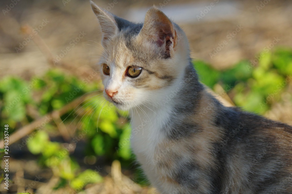 Obraz premium 見つめる子猫
