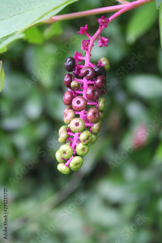 Phytolacca americana fruit with purple and pink berries on plant. Pokeweed in the garden