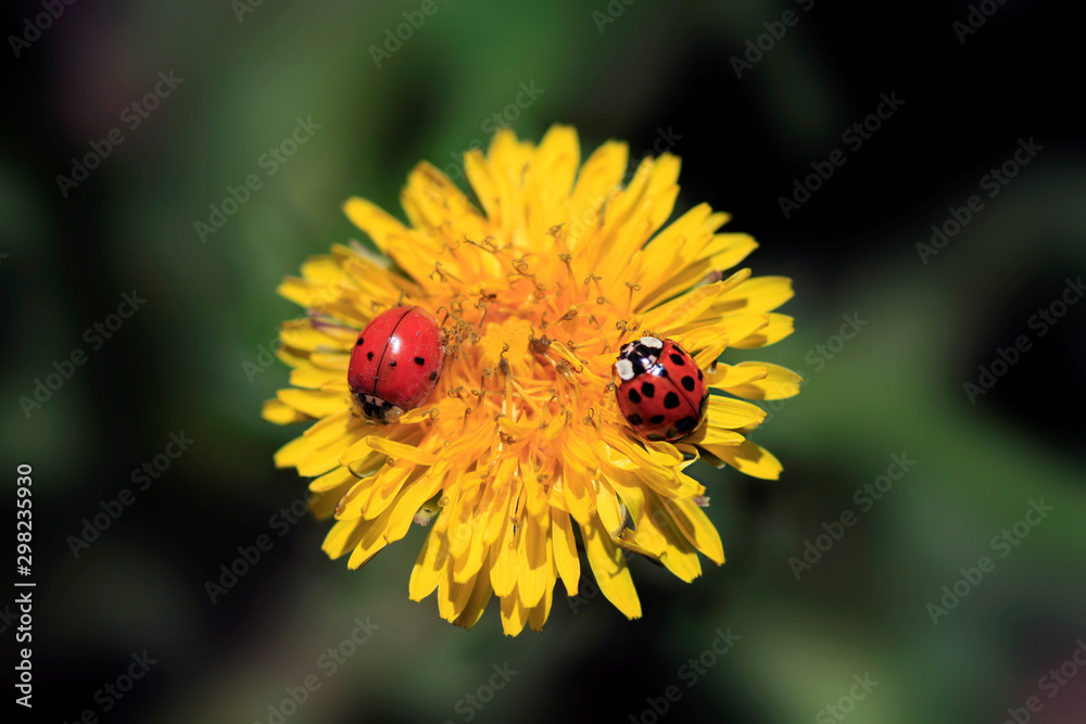 ladybug sitting on flower in summer garden