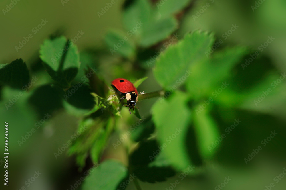 ladybug sitting on flower in summer garden ladybug sitting on flower in summer garden
