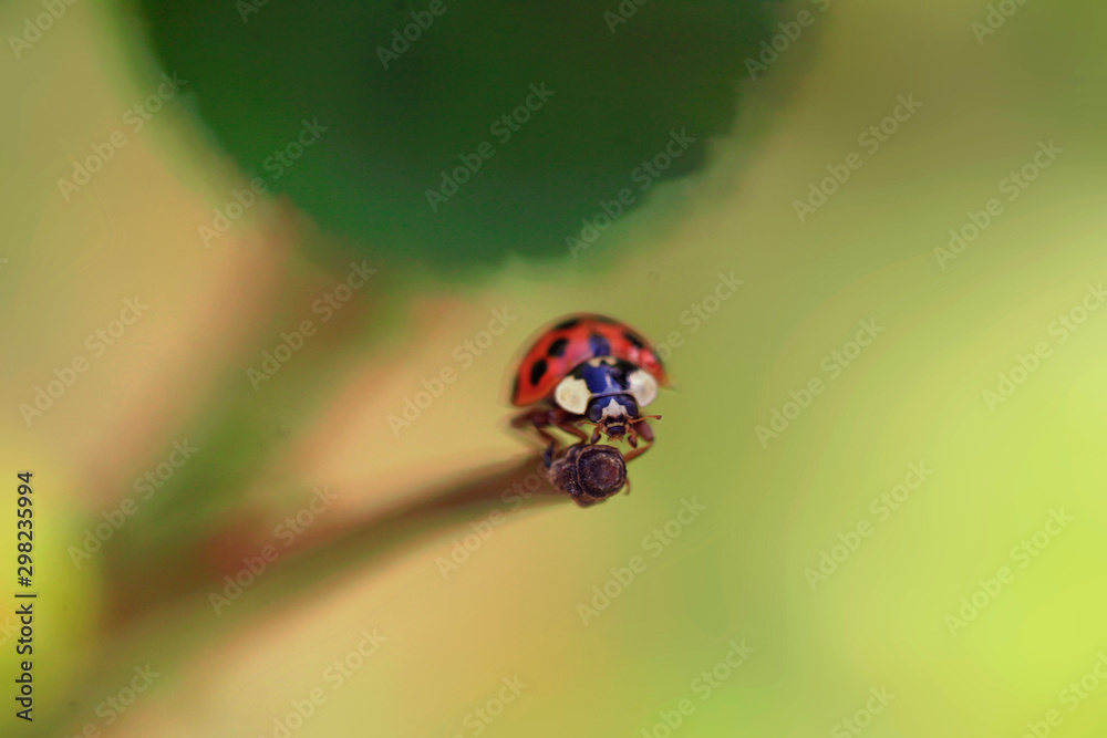 Fototapeta premium ladybug sitting on flower in summer garden