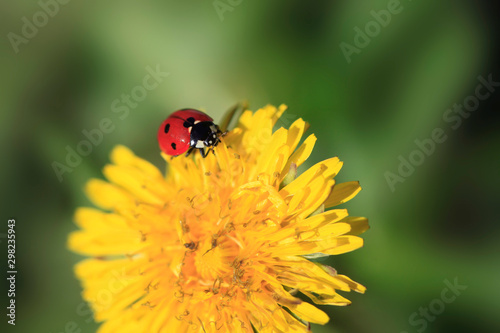ladybug sitting on flower in summer garden