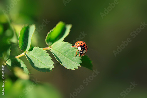 ladybug sitting on flower in summer garden