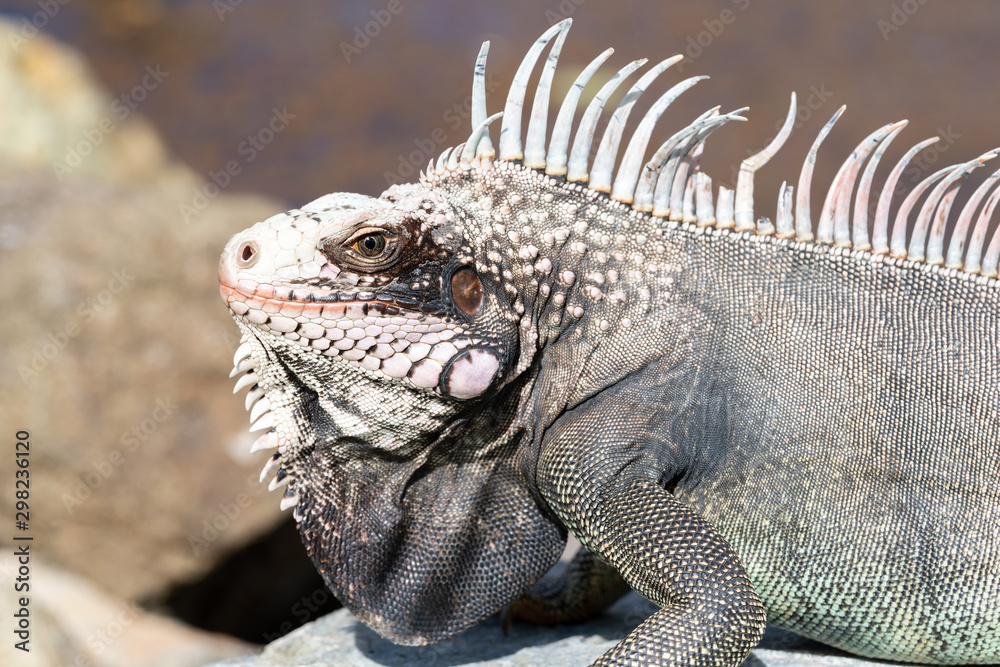 Fototapeta premium Iguana with huge crest