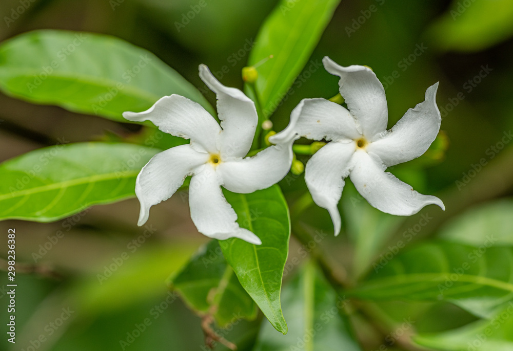 two white spiral blossoms