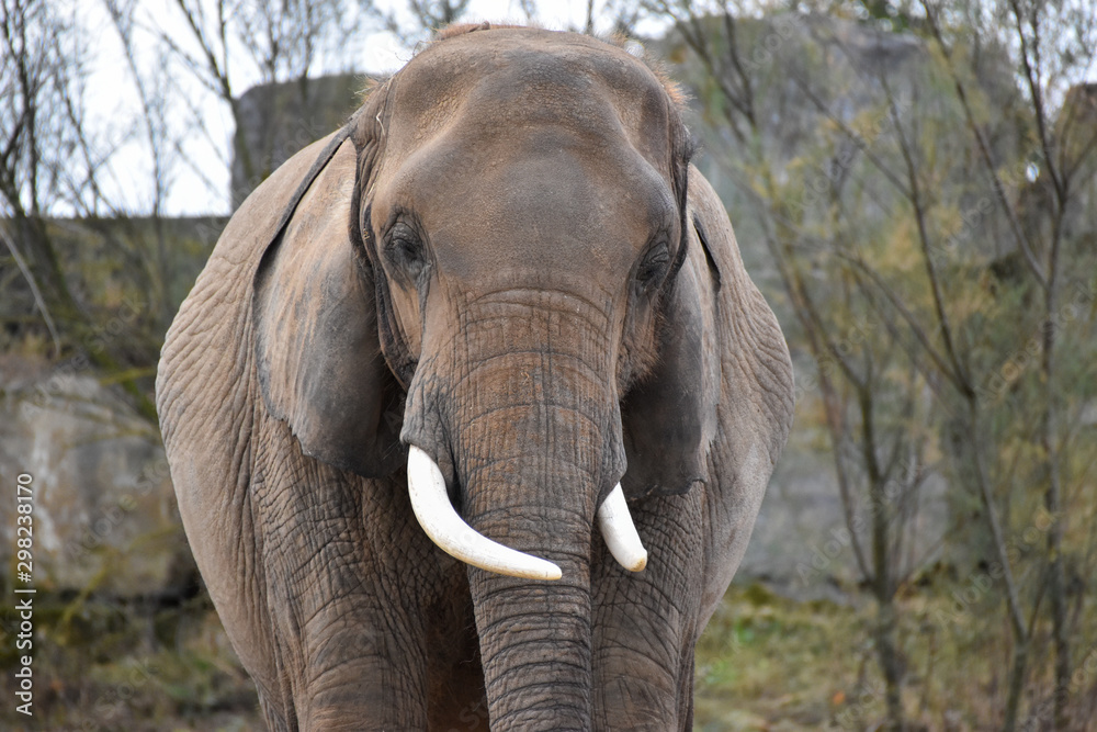 Obraz premium Eléphant d'Afrique