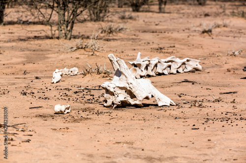 Foto Old skull and bones of a giraffe, Namibia, Africa