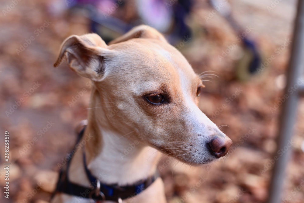 Closeup of little beige and white Italian greyhound