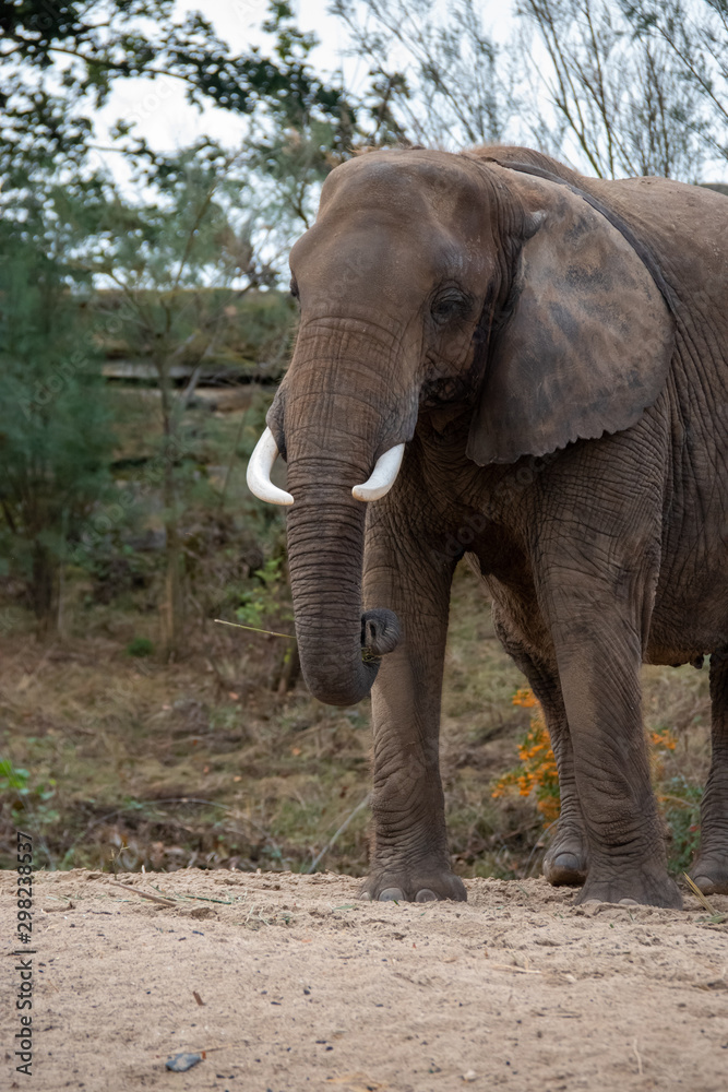 Fototapeta premium Eléphant d'Afrique