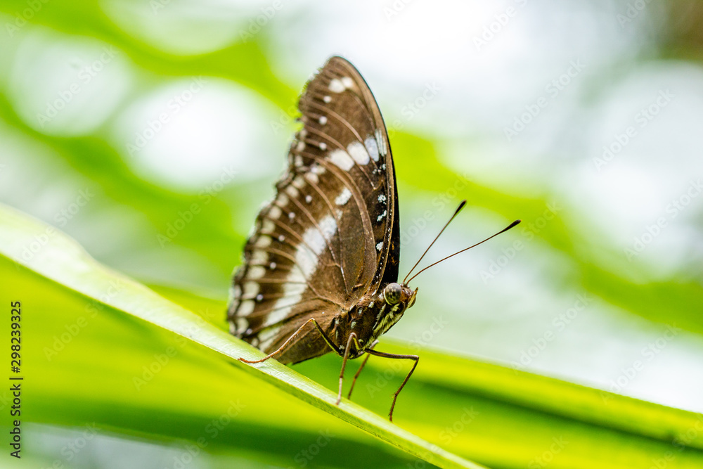 Obraz premium Koh Samui Thailand