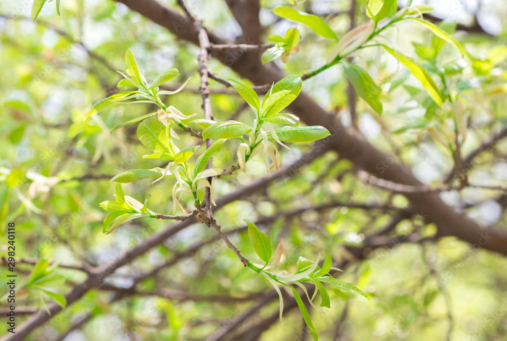 Put forth fresh green leaves and buds of banyan tree in the tropical forest Put forth fresh green leaves and buds of banyan tree in the tropical forest