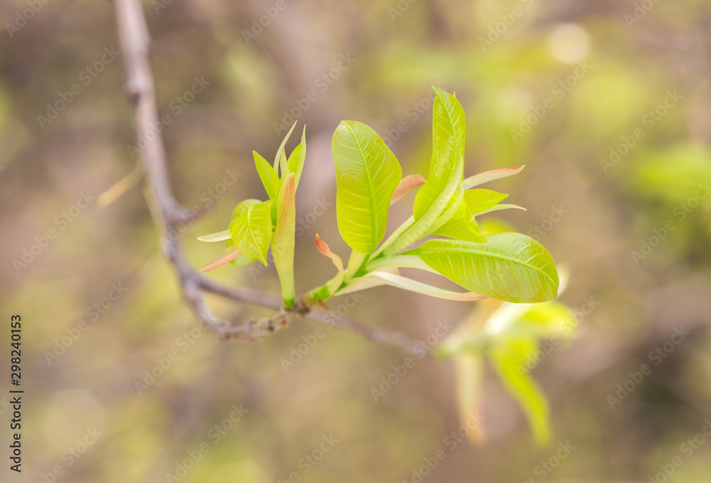 Put forth fresh green leaves and buds of banyan tree in the tropical forest Put forth fresh green leaves and buds of banyan tree in the tropical forest