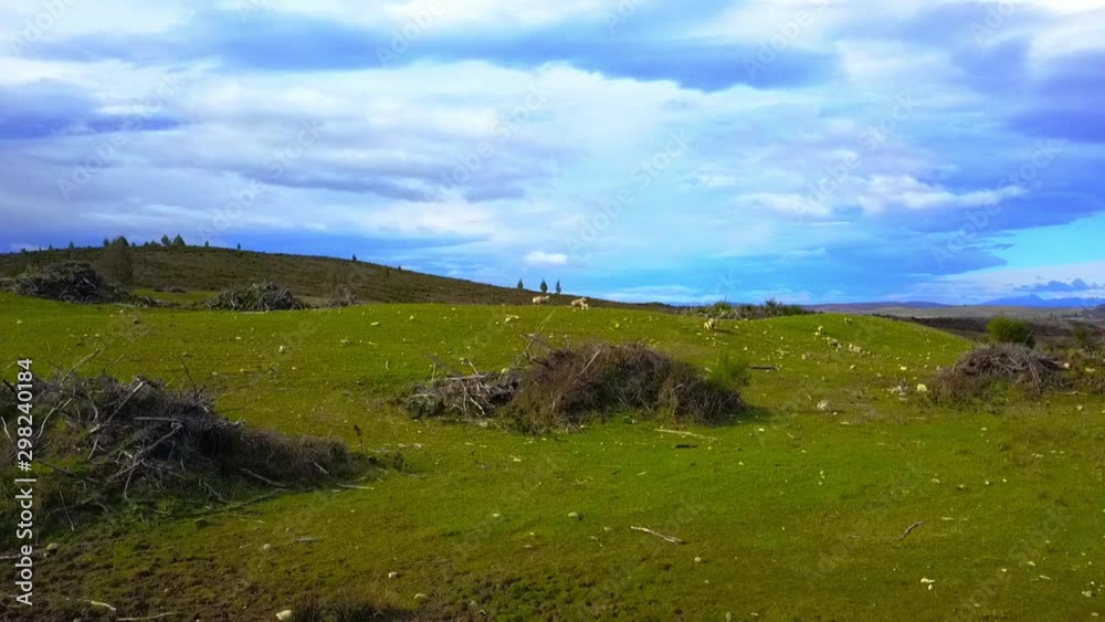Aerial view: Flight over flock of sheep grazing in New Zealands rural hillside with mountain ridge in background