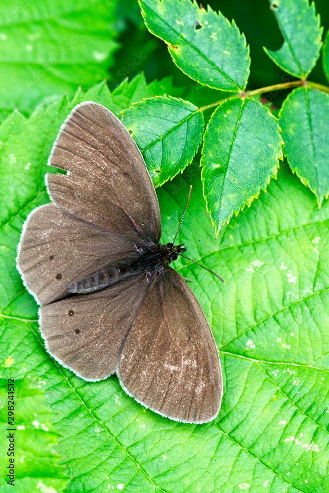 Fototapeta premium Ringlet butterfly (Aphantopus hyperantus), a worn individual, Egleton Reserve, Rutland Water, Leicestershire, England, UK.