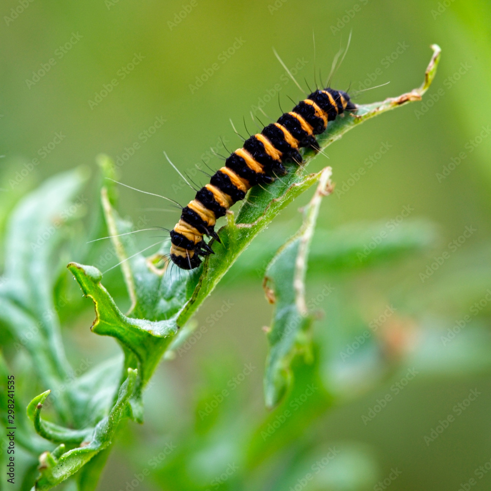 Cinnabar moth caterpillar (Tyria jacobaeae) on Ragwort, Rutland Water, Leicestershire, England, UK.