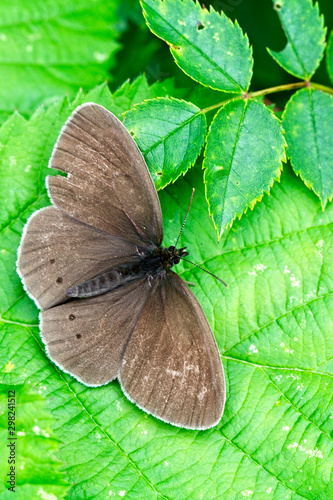 Ringlet butterfly (Aphantopus hyperantus), a worn individual, Egleton Reserve, Rutland Water, Leicestershire, England, UK.