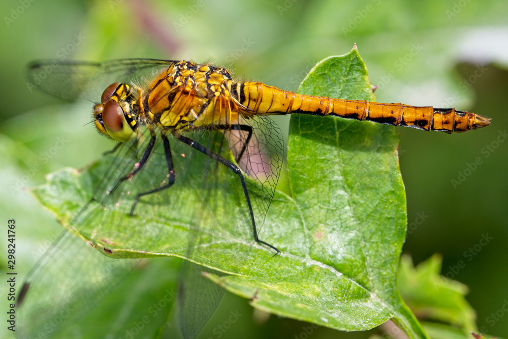 Ruddy Darter dragonfly (Sympetrum sanguineum) resting on a Hawthorn leaf, Rutland Water, Leicestershire, England, UK. Ruddy Darter dragonfly (Sympetrum sanguineum) resting on a Hawthorn leaf, Rutland Water, Leicestershire, England, UK.